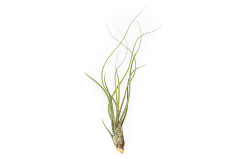Large Tillandsia Butzii Air Plants / 6-9 Inch Plants, additional product view 2