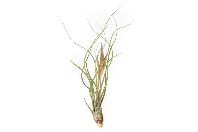 Load image into Gallery viewer, Large Tillandsia Butzii Air Plants / 6-9 Inch Plants
