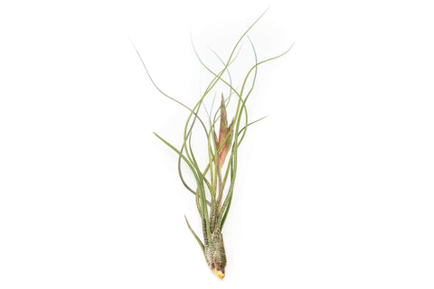 Large Tillandsia Butzii Air Plant