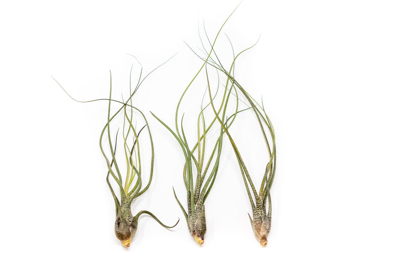 Load image into Gallery viewer, SALE - The Wild Things Collection of Tillandsia Air Plants - Set of 9 or 18 Air - 70% Off
