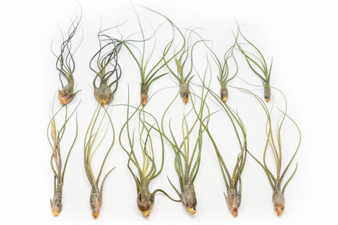 Large Tillandsia Butzii Air Plants Set