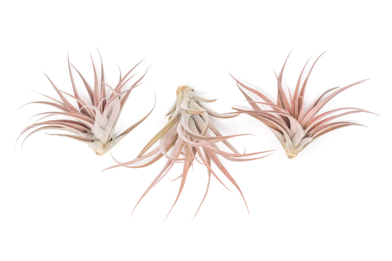 Load image into Gallery viewer, SALE - XL Tillandsia Capitata Peach - Set of  5, 10, or 20 Air Plants - 50% Off
