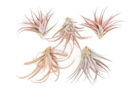 XL Tillandsia Capitata Peach Air Plant Set