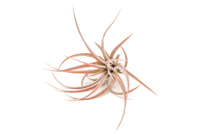 Load image into Gallery viewer, SALE - XL Tillandsia Capitata Peach - Set of  5, 10, or 20 Air Plants - 50% Off

