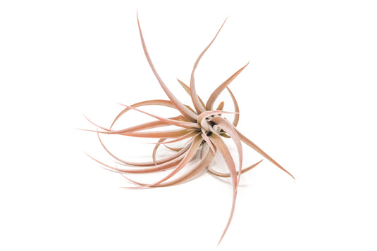 SALE - XL Tillandsia Capitata Peach - Set of  5, 10, or 20 Air Plants - 50% Off