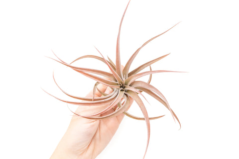 Large Tillandsia Capitata Peach Air Plants / 4-6 Inch Plants, additional product view 2