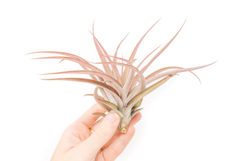 SALE - XL Tillandsia Capitata Peach - Set of 5, 10, or 20 Air Plants - 50% Off, additional product view 2