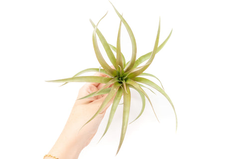 Tillandsia Capitata Red In Blush Now