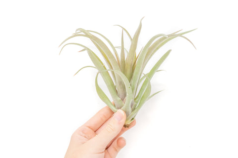 [IN BLUSH NOW!] Tillandsia 'Capitata Red' Air Plants, additional product view 2