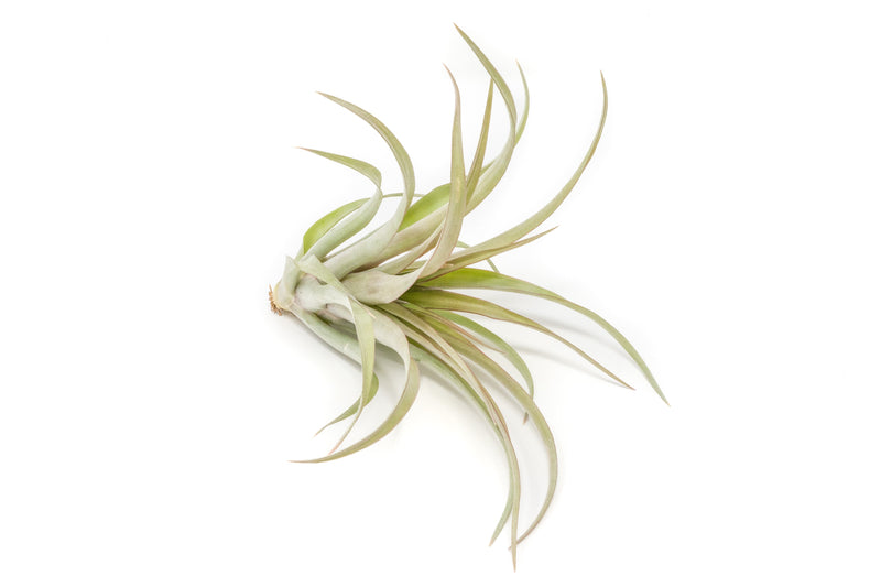Load image into Gallery viewer, [IN BLUSH NOW!] Tillandsia 'Capitata Red' Air Plants
