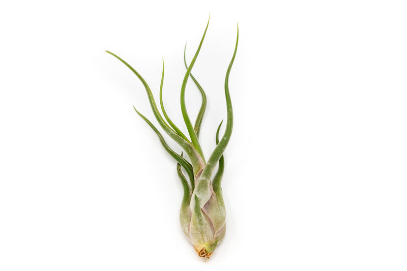 Load image into Gallery viewer, Large Tillandsia Caput Medusae Air Plants / 5-8 Inch Plants
