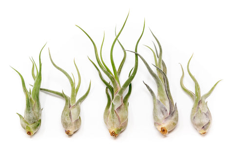 Tillandsia Caput Medusae Air Plants Set