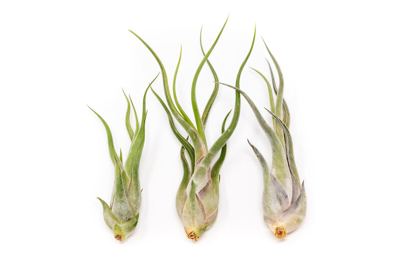 Load image into Gallery viewer, SALE - Tillandsia Caput Medusae Air Plants - Set of 10 or 20 - 70% Off
