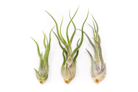 Large Tillandsia Caput Medusae Air Plants / 5-8 Inch Plants, additional product view 2