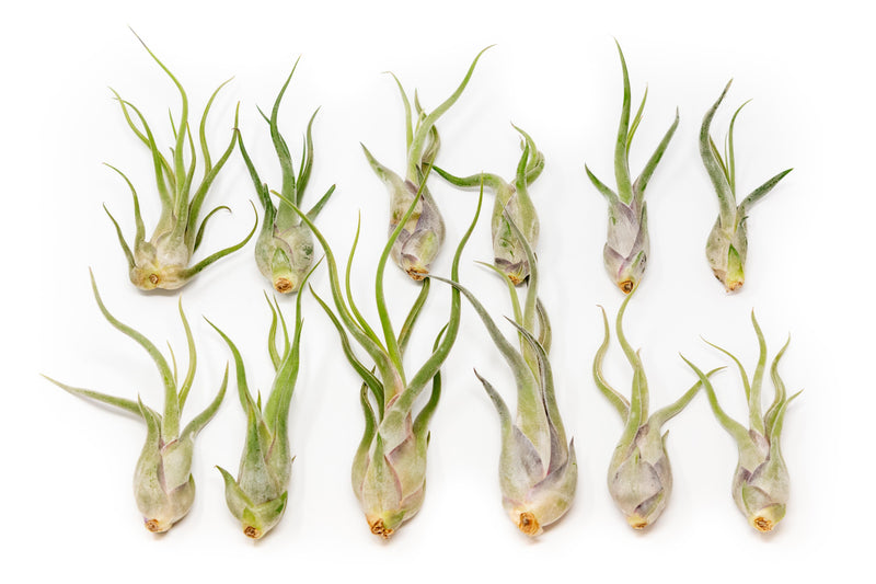 Load image into Gallery viewer, SALE - Tillandsia Caput Medusae Air Plants - Set of 10 or 20 - 70% Off

