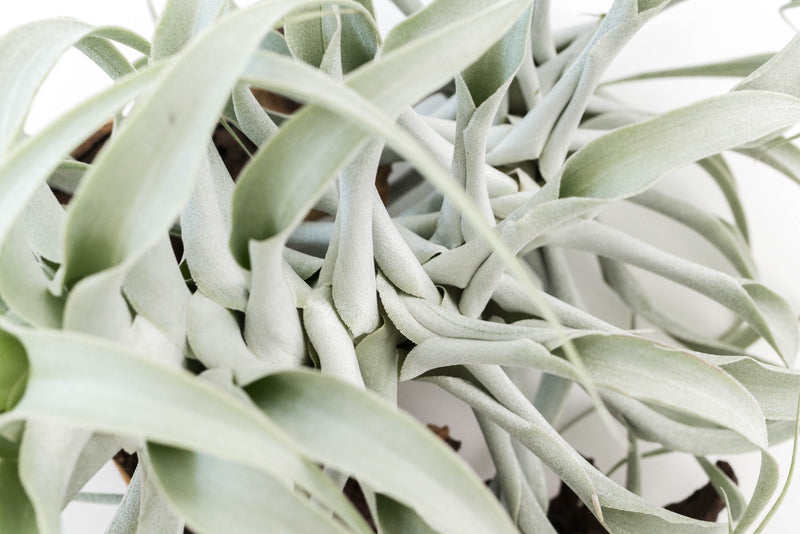 Load image into Gallery viewer, Tillandsia Cacticola Long Form Silver Air Plants
