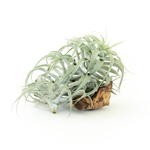 Tillandsia Cacticola Long Form Silver