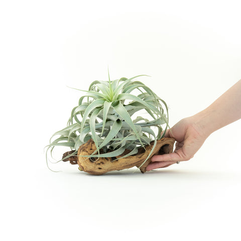 Tillandsia Cacticola Long Form Silver Air Plants, additional product view 2