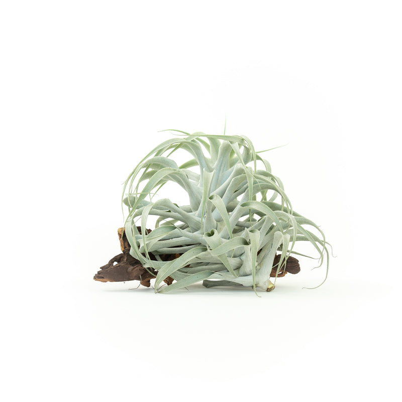 Load image into Gallery viewer, Tillandsia Cacticola Long Form Silver Air Plants
