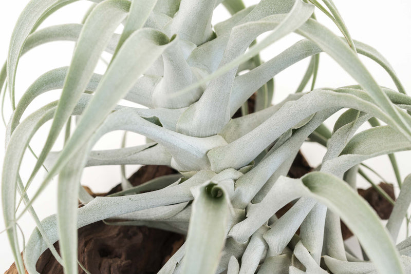 Load image into Gallery viewer, Tillandsia Cacticola Long Form Silver Air Plants
