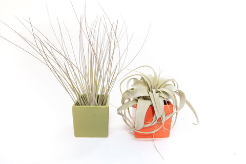 Air Plant Supply Co brand colors ceramic cube set