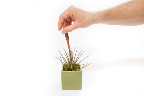 Avocado Green Ceramic Cube Container with Custom Tillandsia Air Plant, retail packaging