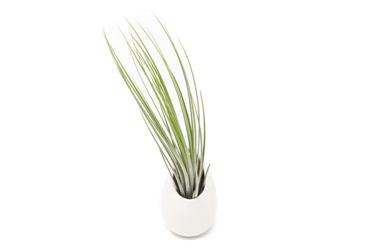 Small Ivory Ceramic Hanging Planter With Flat Bottom