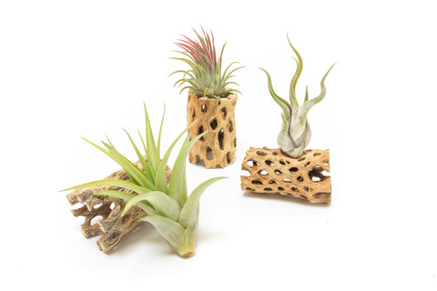 Cholla Wood Containers with Air Plants Set of 3