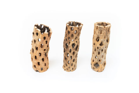 Natural Cholla Wood Container 6 Inch