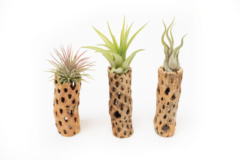 Natural Cholla Wood Container - 6 Inches Tall with Tillandsia Assorted Air Plants, additional product view 2