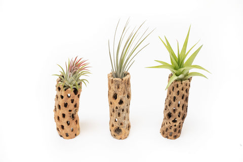 Cholla Wood Container 6 Inch with Air Plants