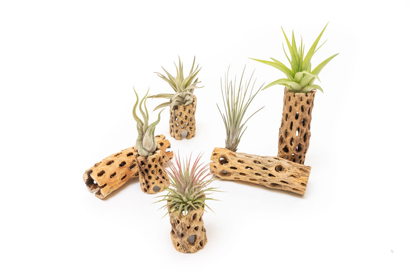 Load image into Gallery viewer, Natural Cholla Wood Container - 6 Inches Tall
