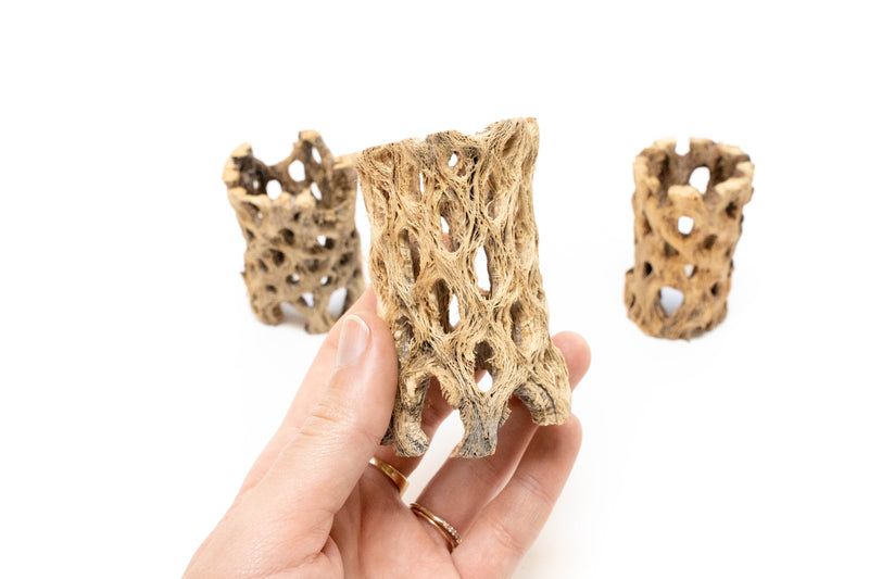 Load image into Gallery viewer, Natural Cholla Wood Container - 3 Inches Tall
