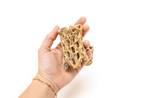 Natural Cholla Wood Container 3 Inch