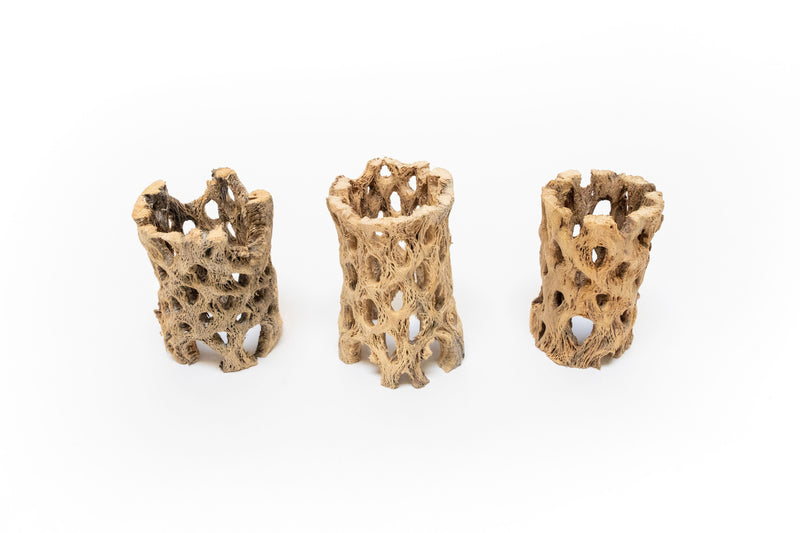 Load image into Gallery viewer, SALE - Natural Cholla Wood Containers with Assorted Tillandsia Air Plants - Set of 3 - 20% Off
