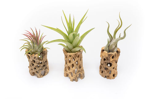 SALE - Natural Cholla Wood Containers with Assorted Tillandsia Air Plants - Set of 3 - 20% Off, additional product view 2
