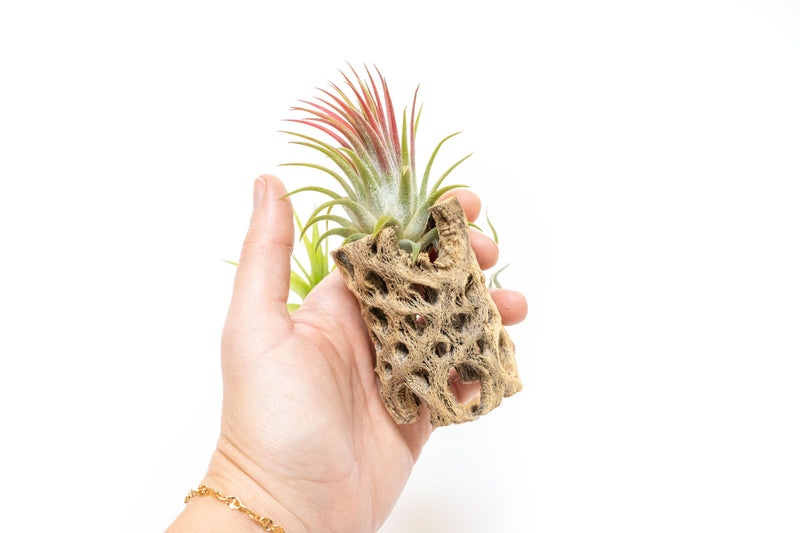 Load image into Gallery viewer, SALE - Natural Cholla Wood Containers with Assorted Tillandsia Air Plants - Set of 3 - 20% Off
