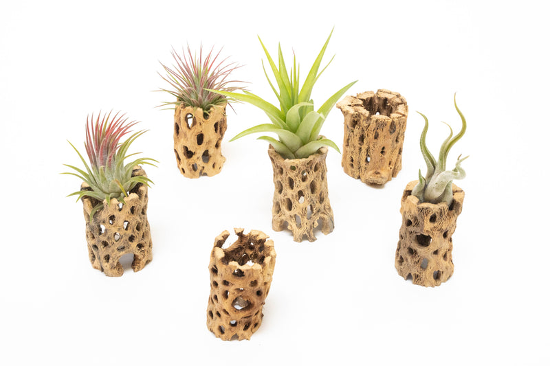 Load image into Gallery viewer, Natural Cholla Wood Container - 3 Inches Tall
