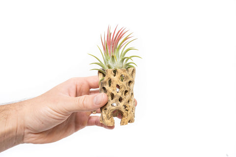 Cholla Wood Container with Ionantha Air Plant