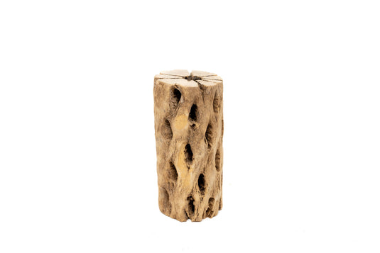 Natural Cholla Wood Container - 6 Inches Tall