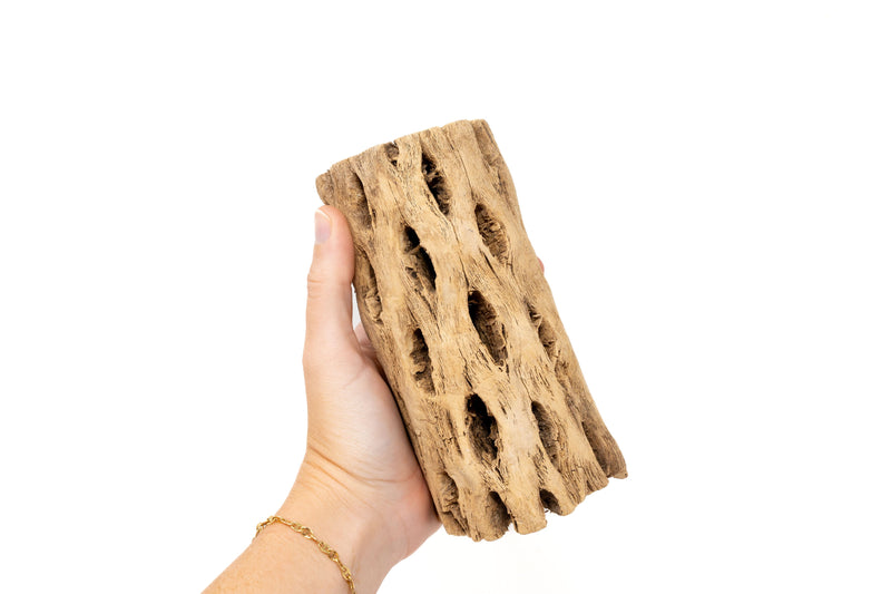Load image into Gallery viewer, Natural Cholla Wood Container - 6 Inches Tall with Tillandsia Assorted Air Plants
