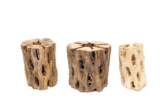 Natural Cholla Wood Container - 3 Inches Tall with Assorted Tillandsia Air Plants