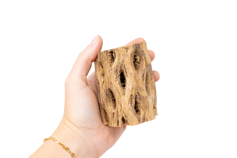 Load image into Gallery viewer, Natural Cholla Wood Container - 3 Inches Tall with Tillandsia Ionantha Air Plant

