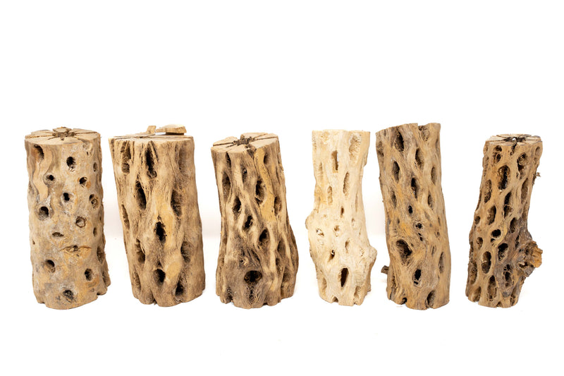 Load image into Gallery viewer, Natural Cholla Wood Container - 6 Inches Tall
