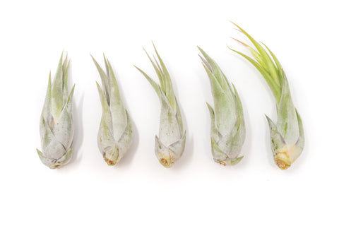 Tillandsia Circinata Paucifolia Air Plants Set