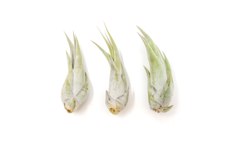 Load image into Gallery viewer, Tillandsia Circinata 'Paucifolia' Air Plants
