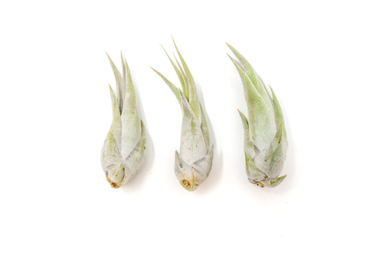 Tillandsia Circinata 'Paucifolia' Air Plants
