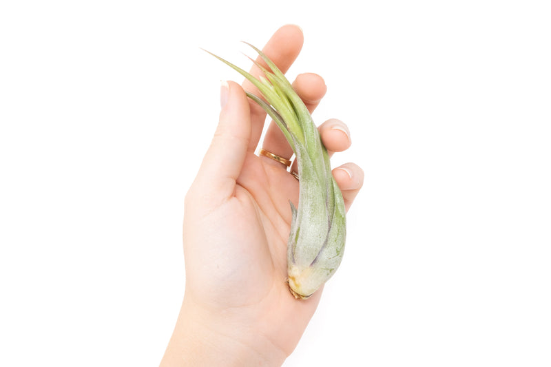 Load image into Gallery viewer, Tillandsia Circinata 'Paucifolia' Air Plants
