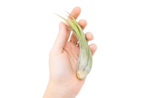 Tillandsia Circinata Paucifolia Air Plants