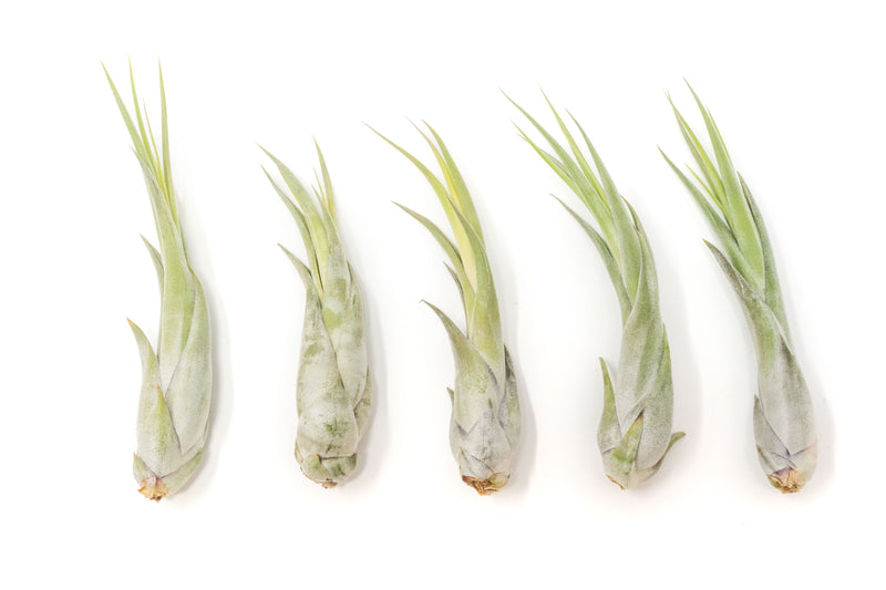 Load image into Gallery viewer, Large Tillandsia Circinata Air Plants / 5-8 Inch Plants
